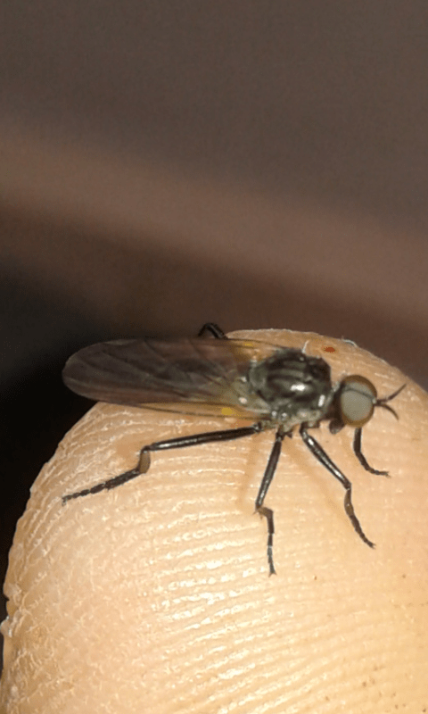 Empididae sp.